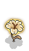 Star Flower
