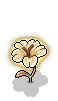 Star Flower