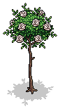 White Rose Bush