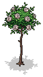 White Rose Bush