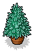 Mini Fir Tree