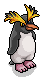 Rockhopper Penguin