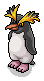 Rockhopper Penguin