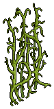Green Bean Vines