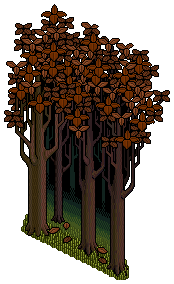 Haunted Forest