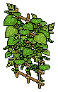 Tiki Wallplant